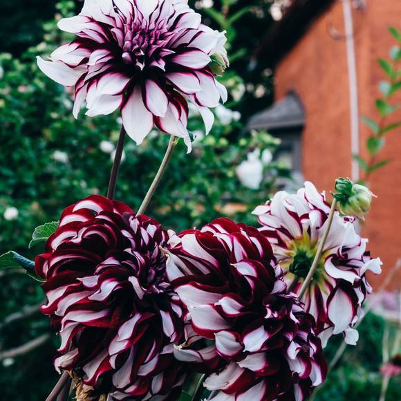 Meet your Posher, Marie - Picture 1 of 1